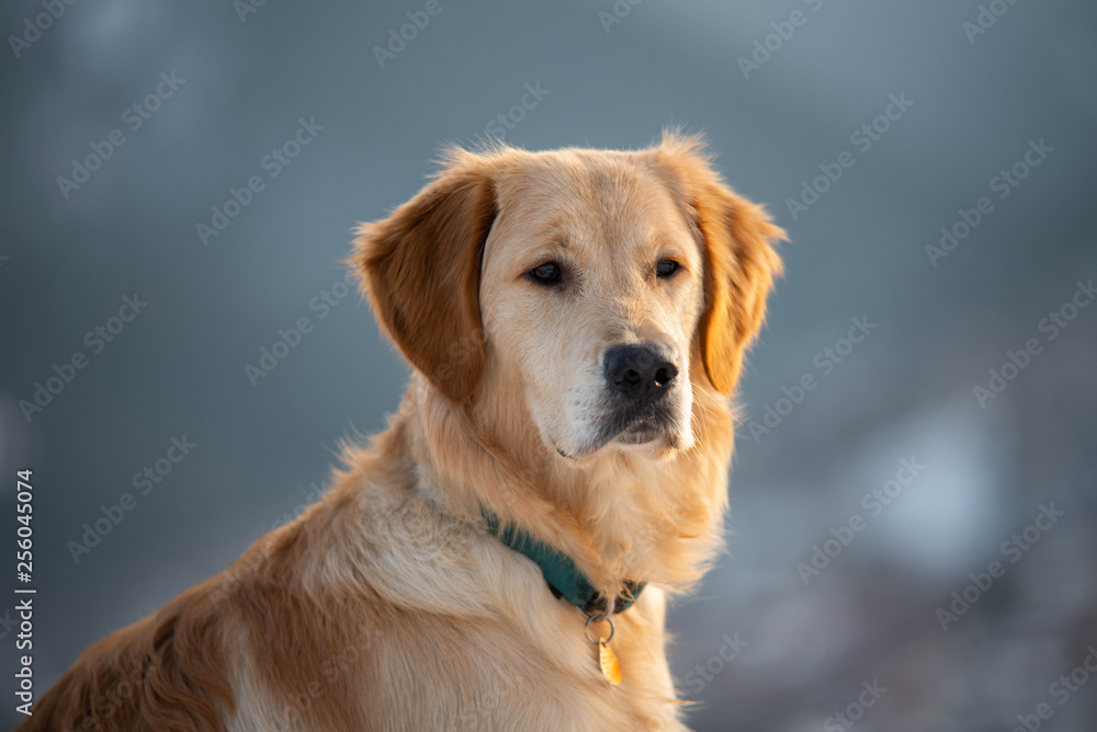 Golden retriever dog looking into camera