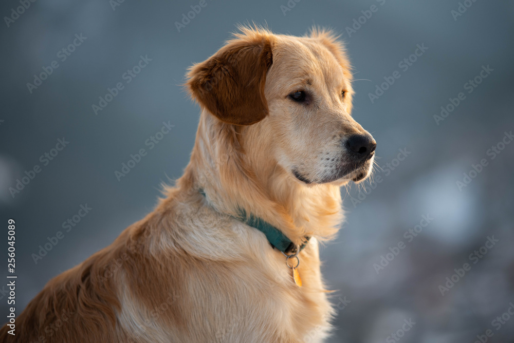 Golden retriever dog looking aside