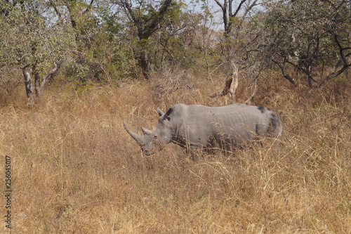 Nashorn Safari Senegal 