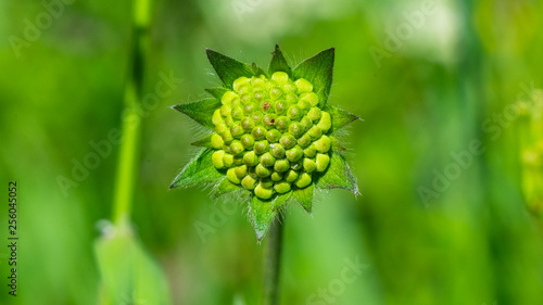 Flower buds of Field Scabious, Knautia Arvensis, with bokeh background macro, selective focus, shallow DOF
