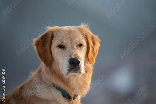 Golden retriever dog looking into camera