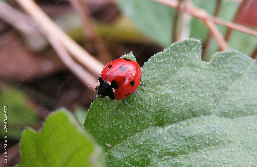 Fototapeta premium ladybug on green leaf in the garden, closeup