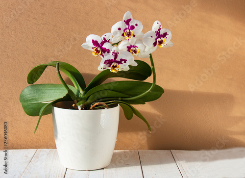 White orchid in purple spot in white pot on wooden table