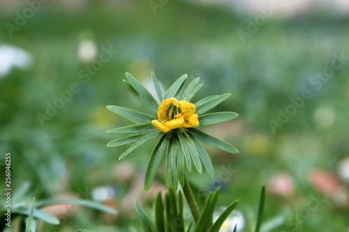 Eranthis hyemalis is a plant found in Europe.