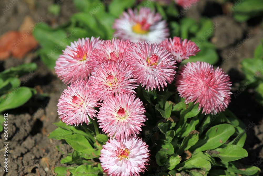Pink daisies in the flower bed