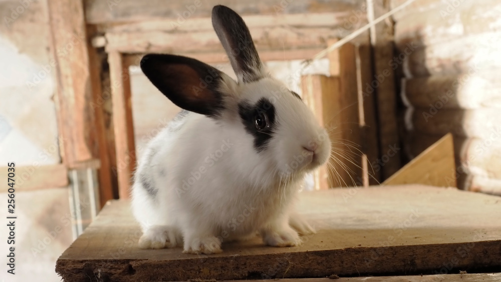Obraz premium White was stolen with black spots on ears. Close up. Farm. The nice small animal needs the help. Furs and fur for beautiful products.