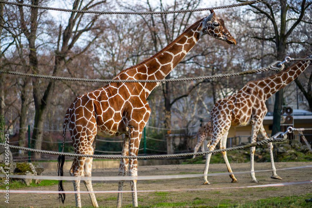 Obraz premium Two giraffes in Frankfurt Zoo