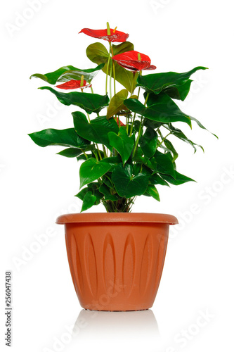 Anthurium green plant with red beautiful flowers