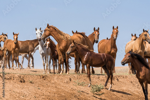 Horses at a watering place drink water and bathe during strong heat and drought. Kalmykia region, Russia.