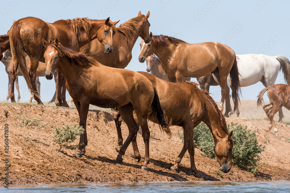 Obraz premium Horses at a watering place drink water and bathe during strong heat and drought. Kalmykia region, Russia.