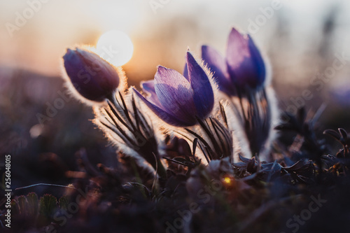 spring purple pasqueflower
