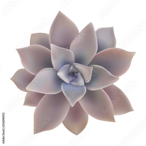Graptopetalum paraguayense Ghost Plant. Realistic Vector Illustration. Jade plant. Crassulaceae family.