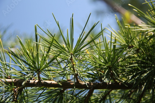 conifers