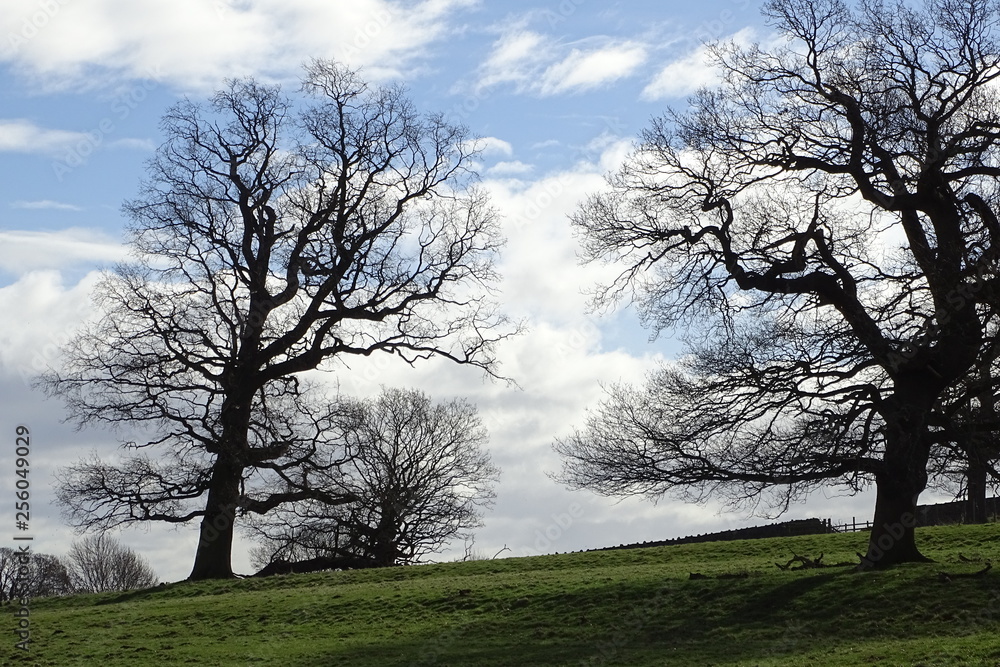 Cloudy blue skies and trees