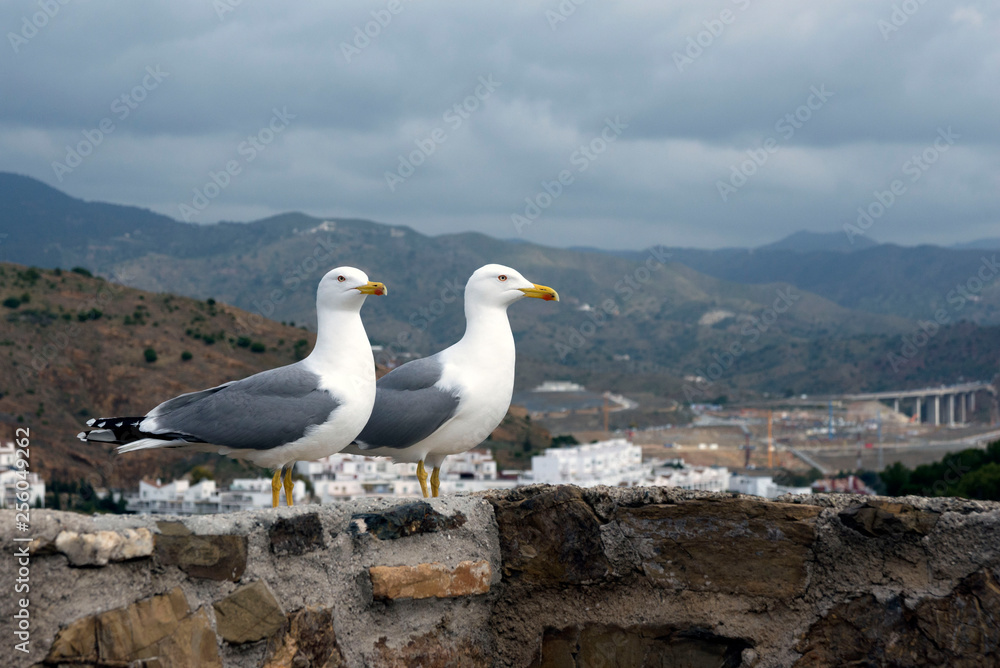 Two large Mediterranean gulls (Larus michahellis) stand on the stone wall of the old fortress against the backdrop of the mountains. Spanish city of Malaga, Andolusia. It's a nasty day. Two large Mediterranean gulls (Larus michahellis) stand on the stone wall of the old fortress against the backdrop of the mountains. Spanish city of Malaga, Andolusia. It's a nasty day.