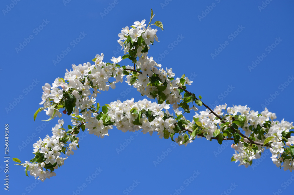 Branch with white apple tree flowers in full bloom, isolated towards clear blue sky Branch with white apple tree flowers in full bloom, isolated towards clear blue sky