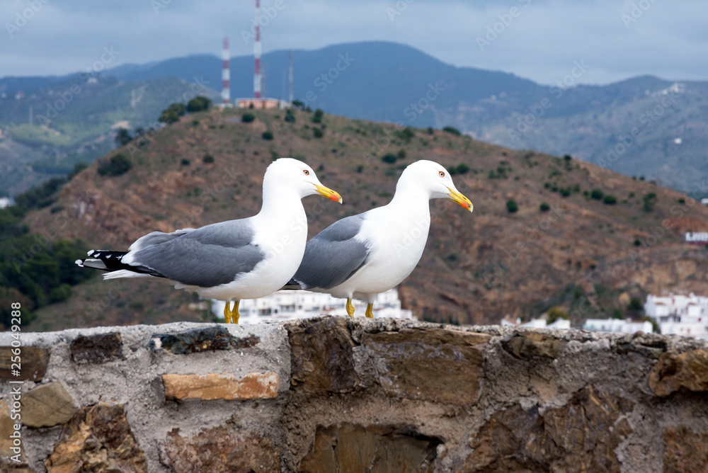 Two large Mediterranean gulls (Larus michahellis) stand on the stone wall of the old fortress against the backdrop of the mountains. Spanish city of Malaga, Andolusia. It's a nasty day. Two large Mediterranean gulls (Larus michahellis) stand on the stone wall of the old fortress against the backdrop of the mountains. Spanish city of Malaga, Andolusia. It's a nasty day.