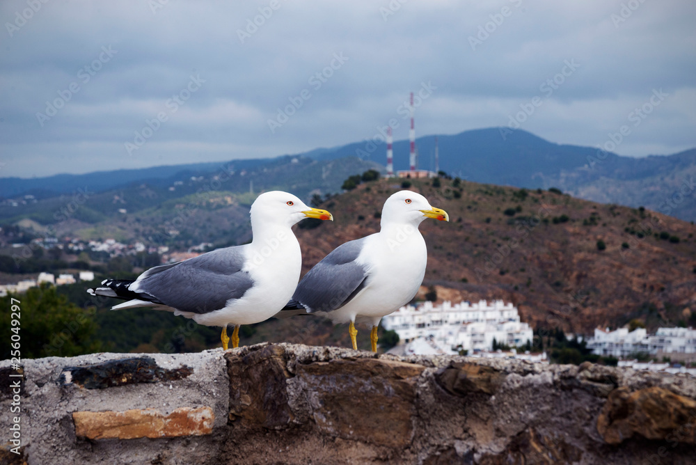 Two large Mediterranean gulls (Larus michahellis) stand on the stone wall of the old fortress against the backdrop of the mountains. Spanish city of Malaga, Andolusia. It's a nasty day. Two large Mediterranean gulls (Larus michahellis) stand on the stone wall of the old fortress against the backdrop of the mountains. Spanish city of Malaga, Andolusia. It's a nasty day.