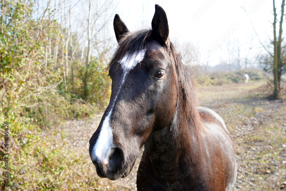 Fototapeta premium cavallo incuriosito 