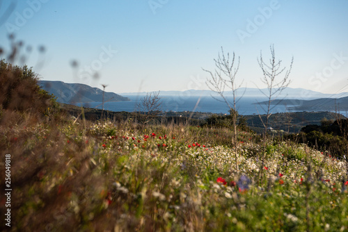 a meadow in the mountains