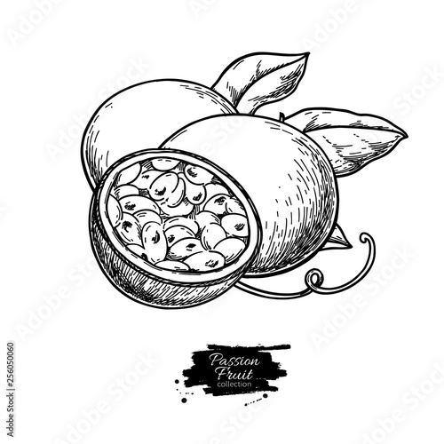 Passion fruit vector drawing. Hand drawn tropical food illustration. Engraved summer passionfruit.