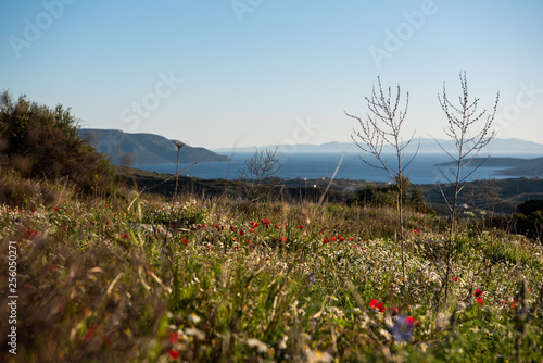 a meadow in the mountains