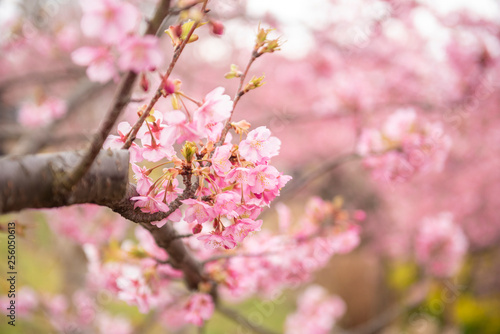 Beautiful Cherry Blossom in Matsuda , Japan © tonefotografia