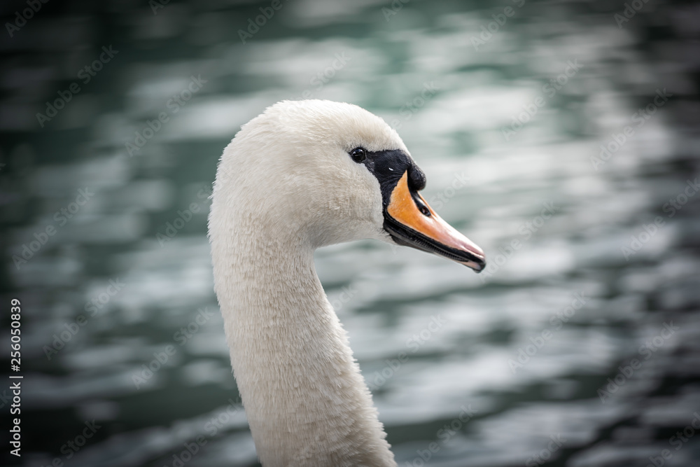 head portrait of a beautiful white swan with water on the background head portrait of a beautiful white swan with water on the background