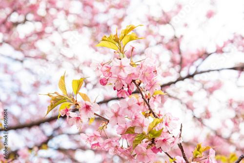 Beautiful Cherry Blossom in Matsuda   Japan