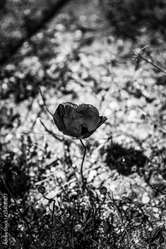 A single red poppy (b&w)