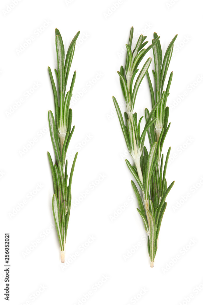 Fresh rosemary on white Fresh rosemary on white