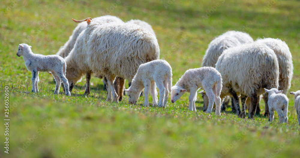 Obraz premium sheep and lambs on a spring meadow