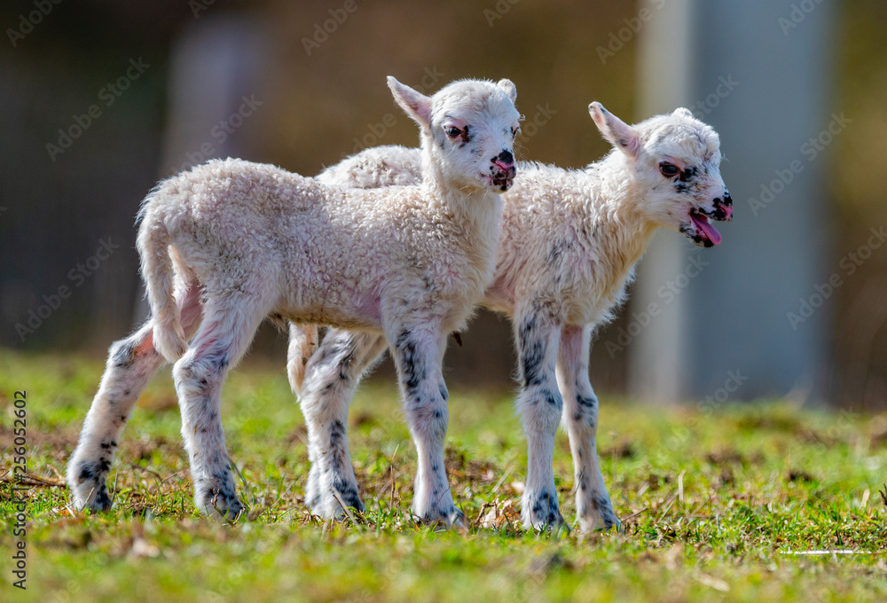 cute newborn lambs on a meadow