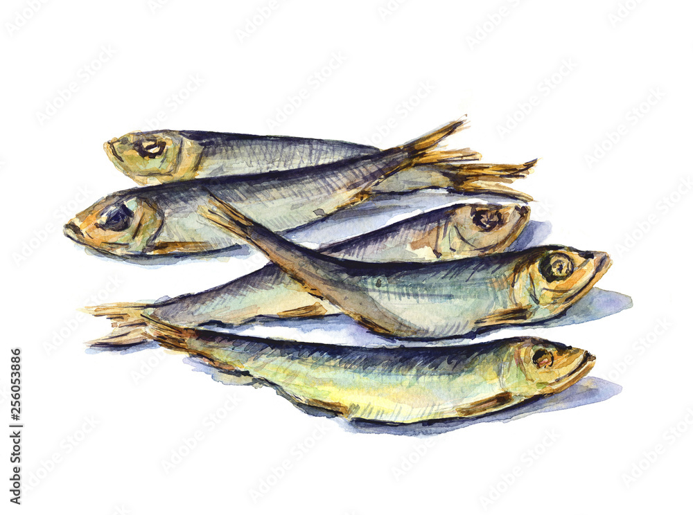The sprat fish, hand drawn sketch. Watercolor illustration The sprat fish, hand drawn sketch. Watercolor illustration