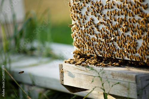 Close up of bee swarm on wooden hive box photo