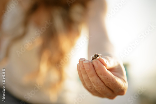 Close up of bee resting on woman beekeeper's hand photo
