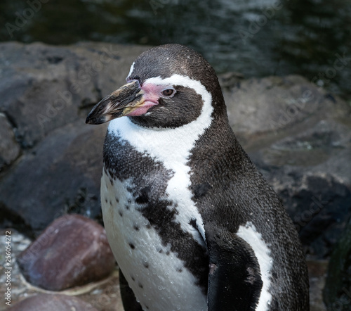 Humboldt penguin isolated