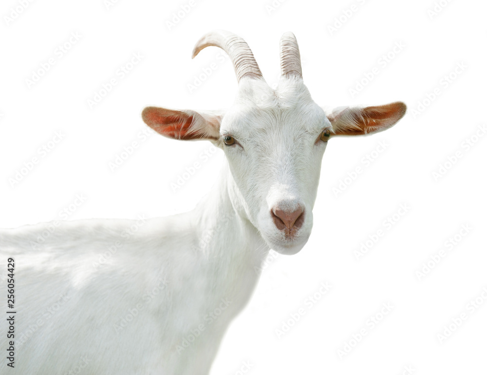 funny goat, isolated on white background funny goat, isolated on white background