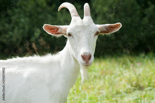 White goat near forest