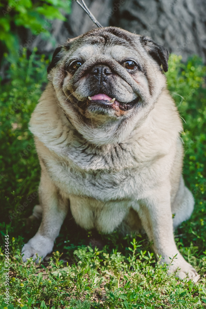 straight portrait of a sitting pug dog straight portrait of a sitting pug dog