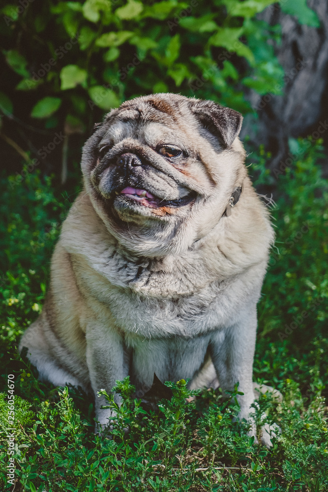 A sitting pug dog with a flirty face