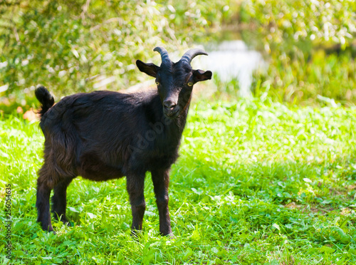 Black goat close to pond