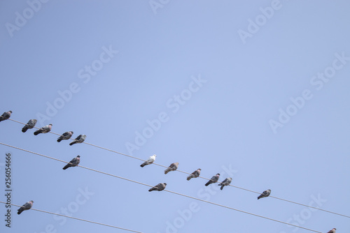 Pigeons are sitting on power lines.