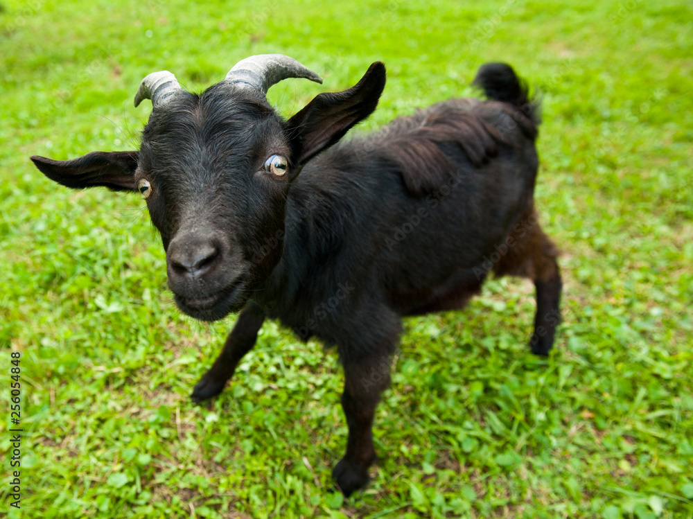 Young funny black goat on green grass Young funny black goat on green grass