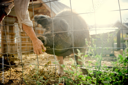 Person feeding apple to hog through wire fence
