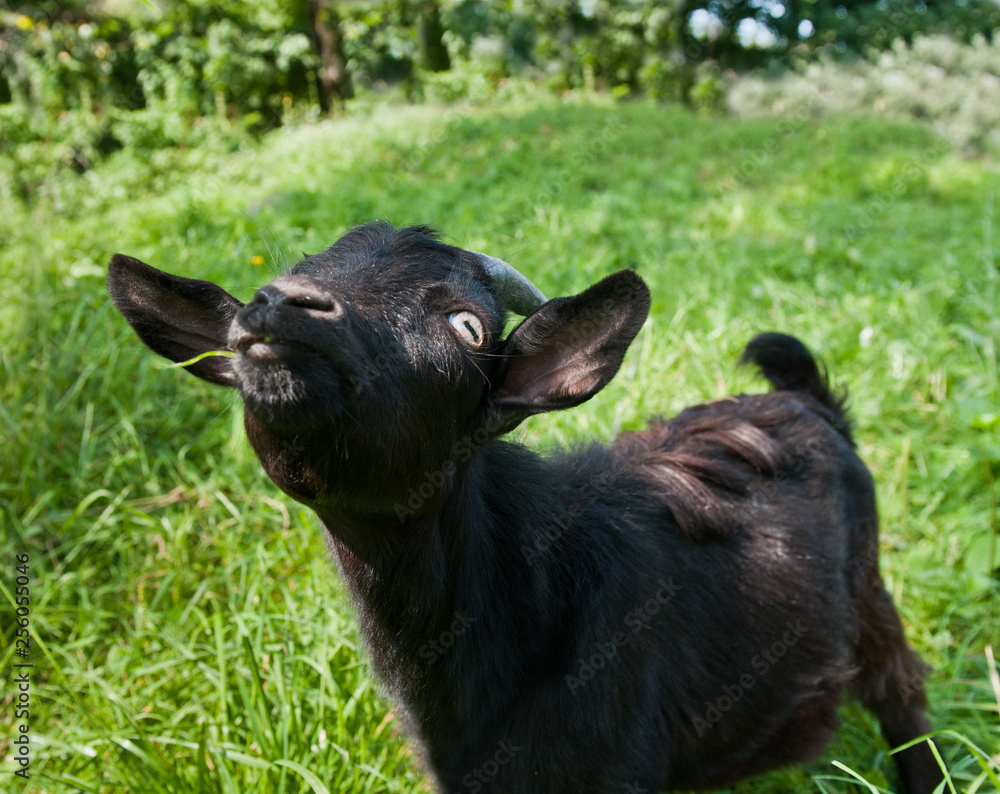 Young funny black goat on green grass Young funny black goat on green grass