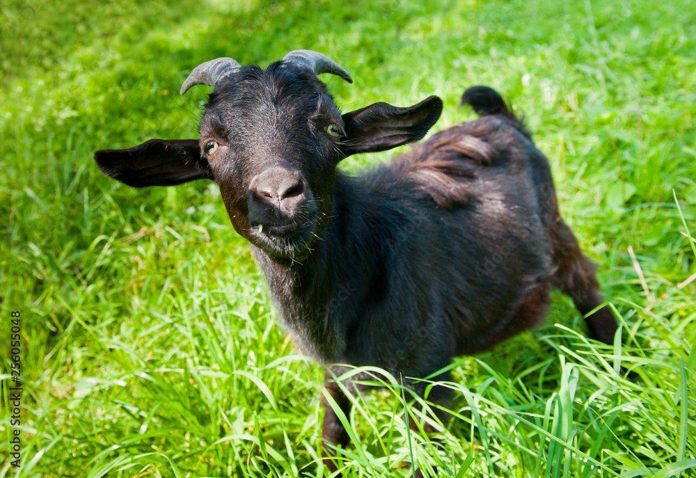 Young black goat on green grass Young black goat on green grass