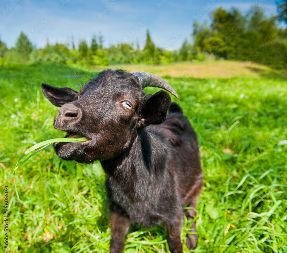 Young black goat grazing on green grass Young black goat grazing on green grass