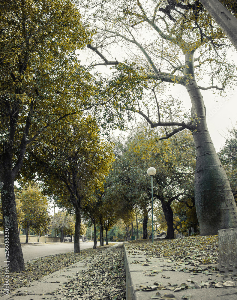 Naklejka premium Parque