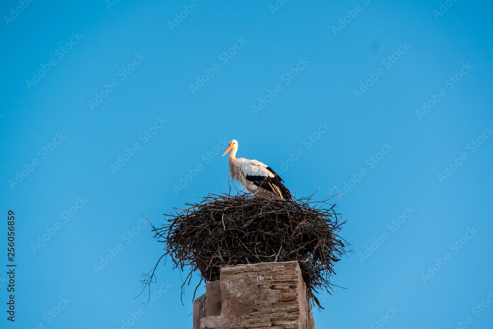 Fototapeta premium Storch